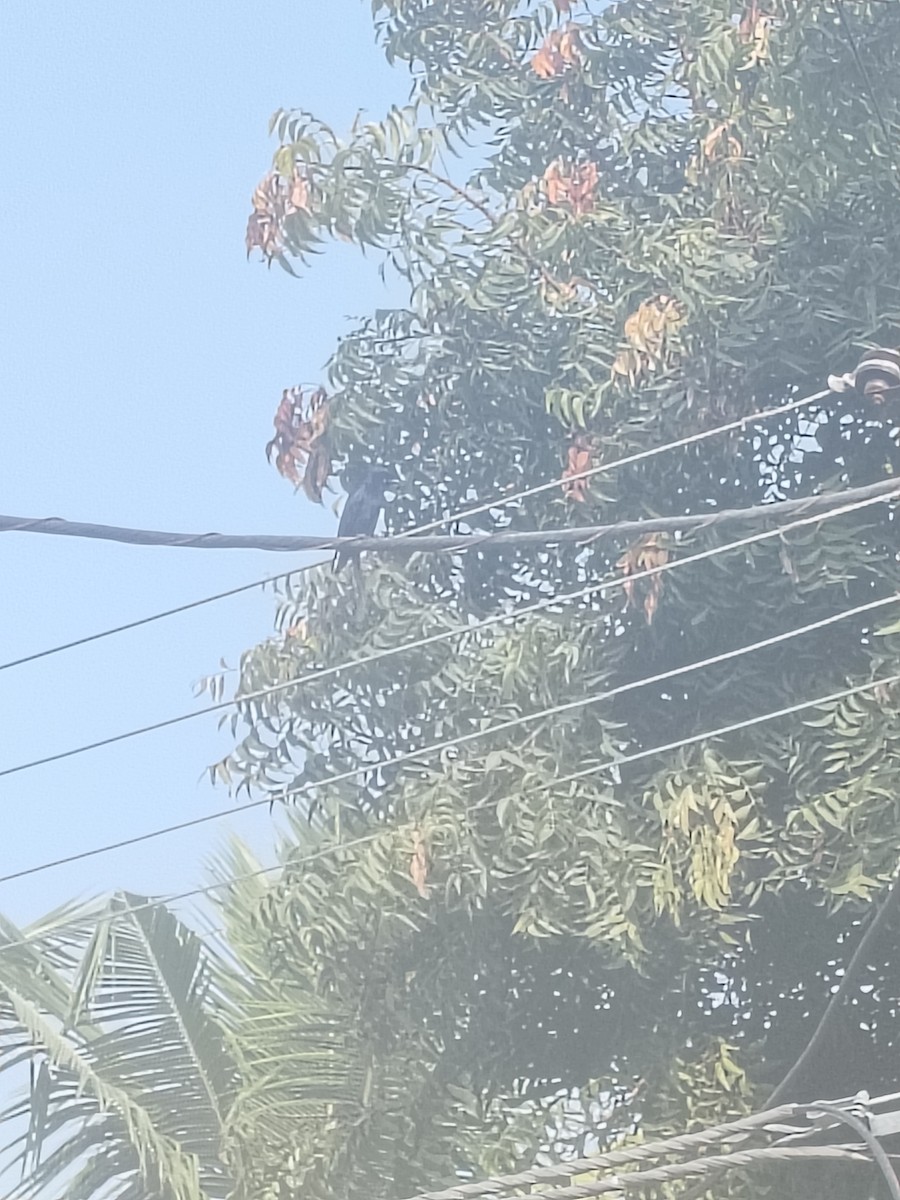 Drongo Real - ML646952353