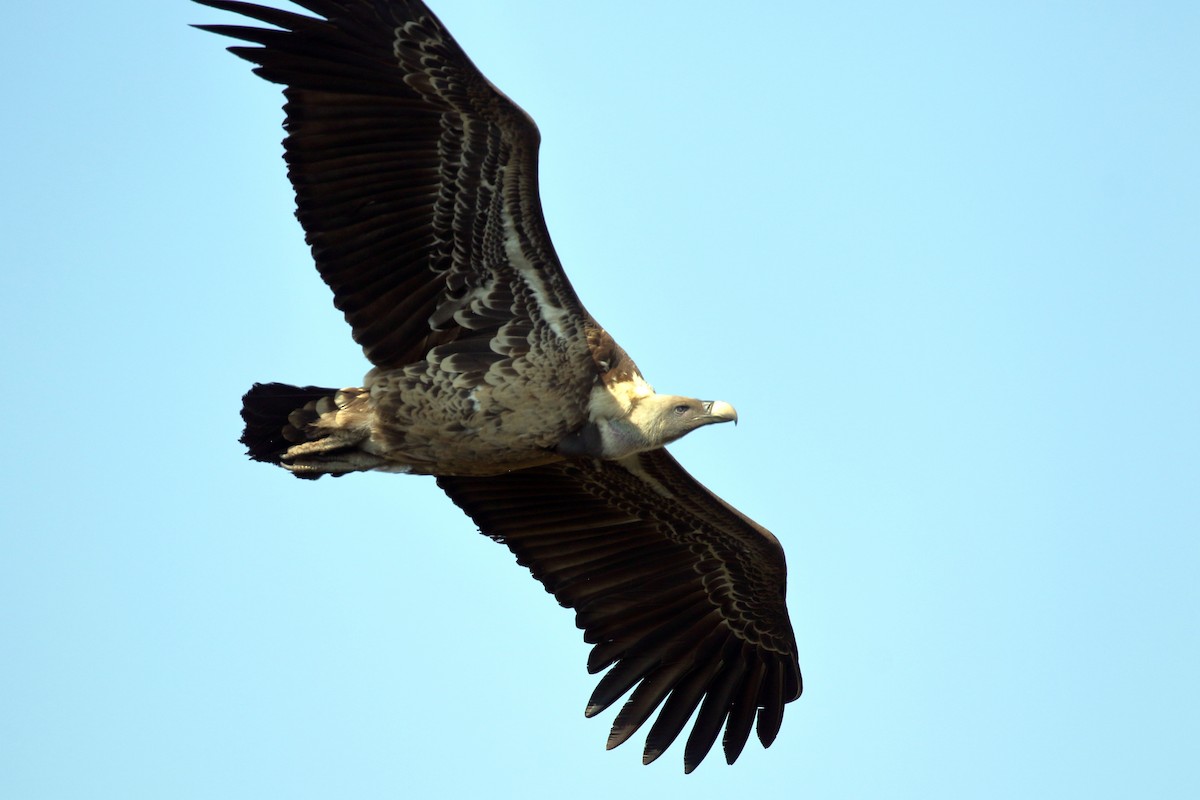 Rüppell's Griffon - ML646952354