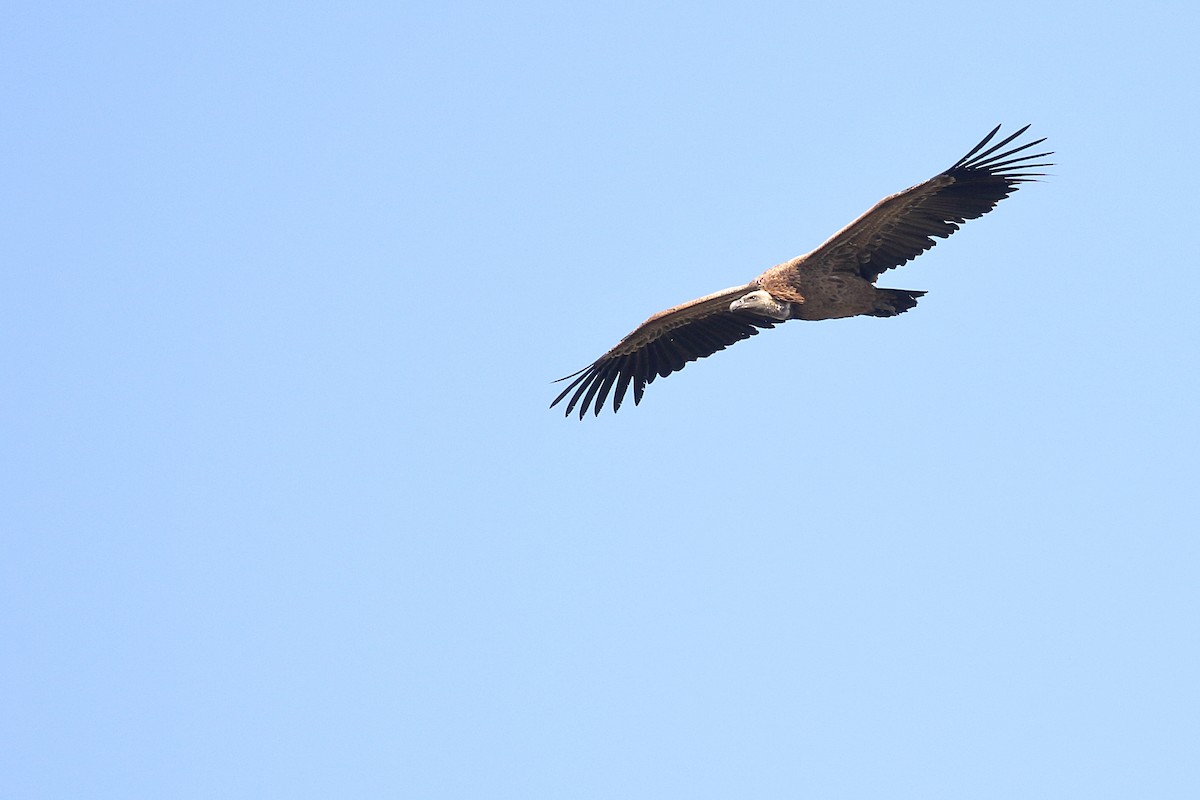 Rüppell's Griffon - ML646952355