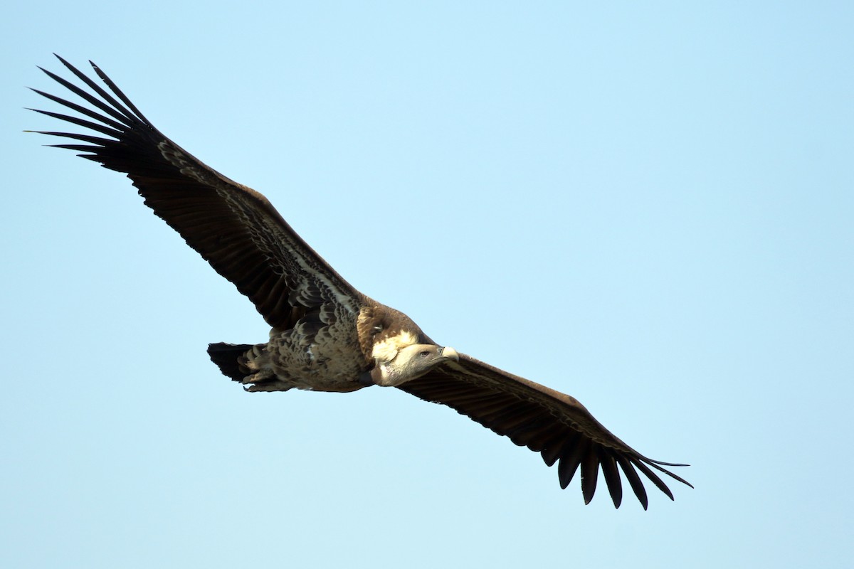 Rüppell's Griffon - ML646952356