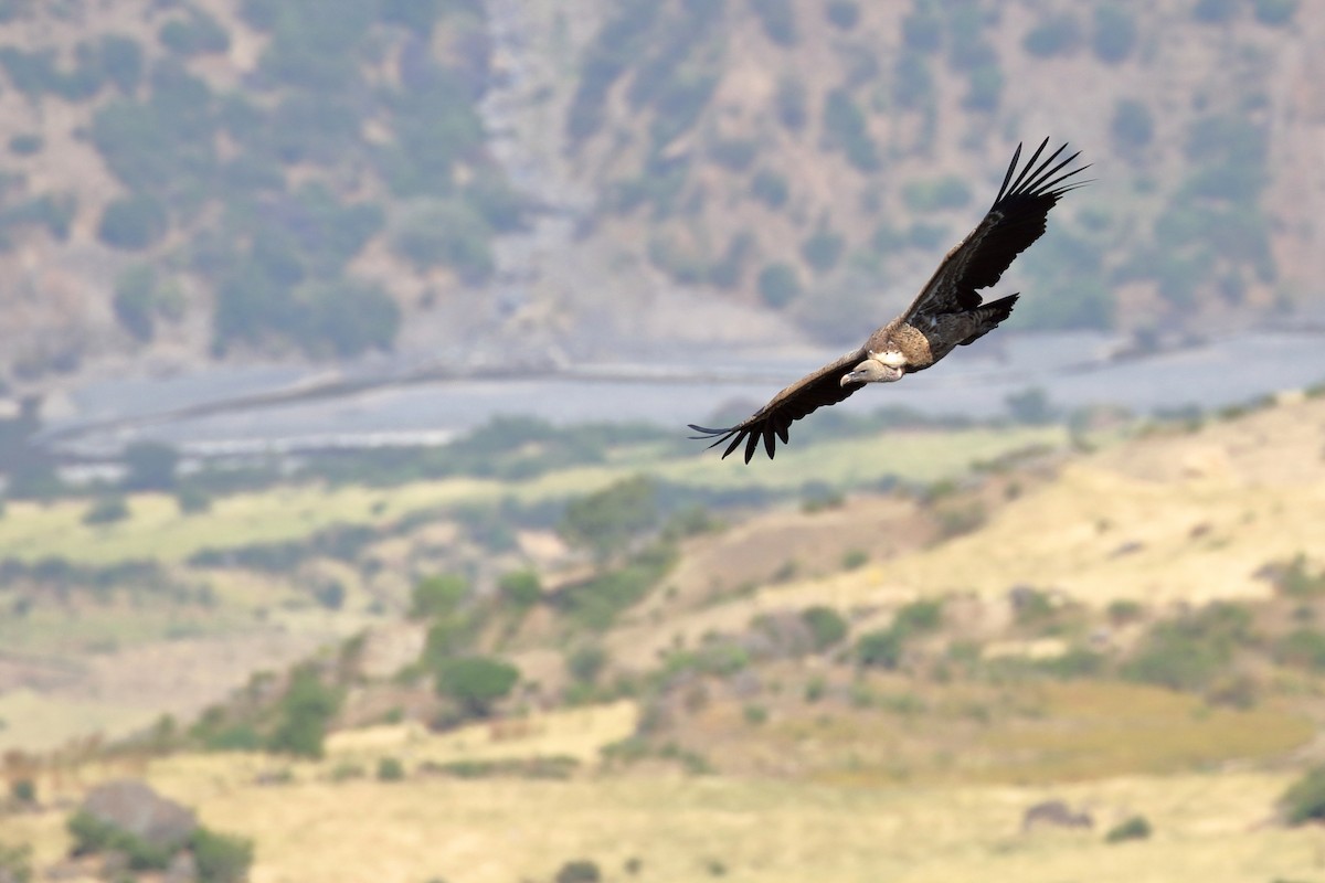 Rüppell's Griffon - ML646952357