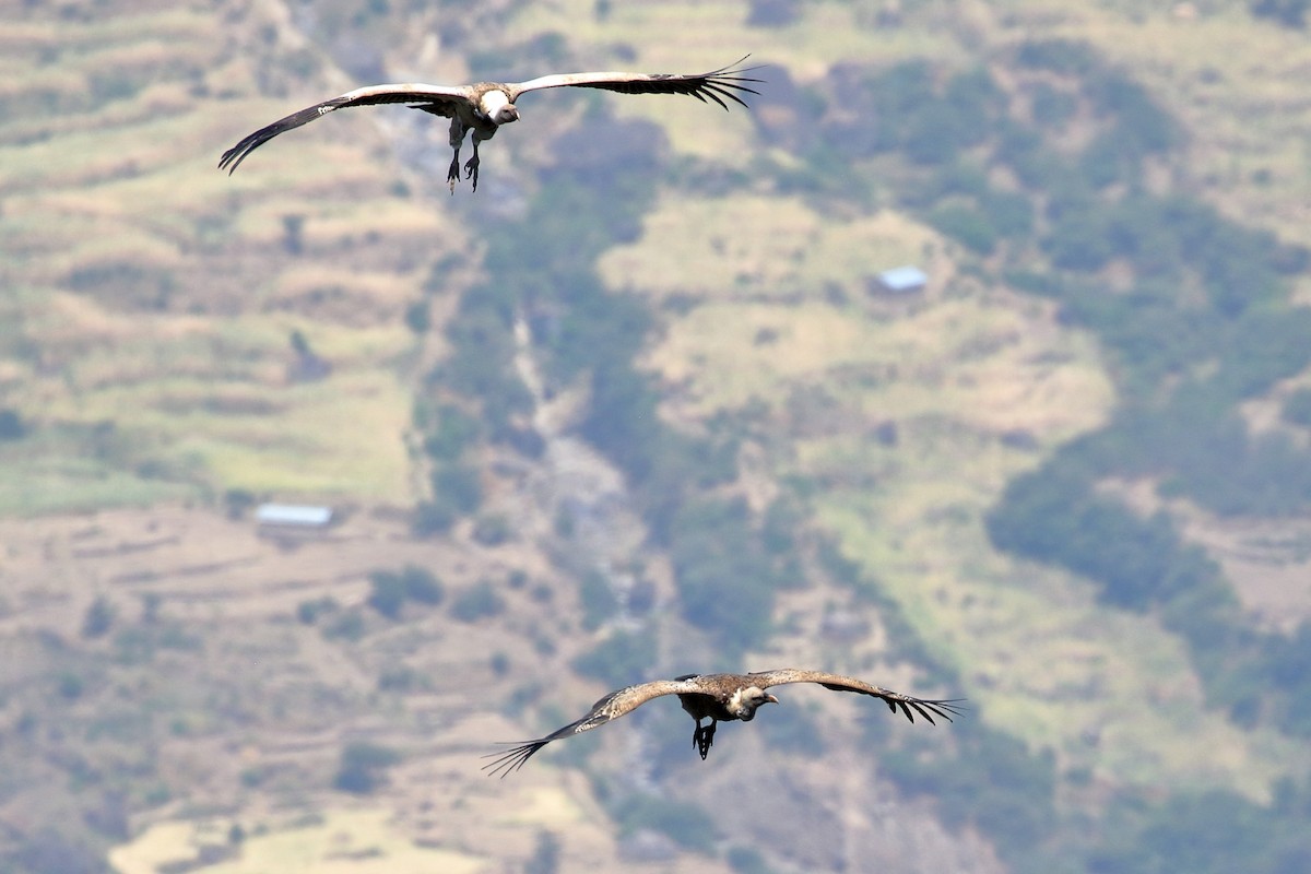 Rüppell's Griffon - ML646952358