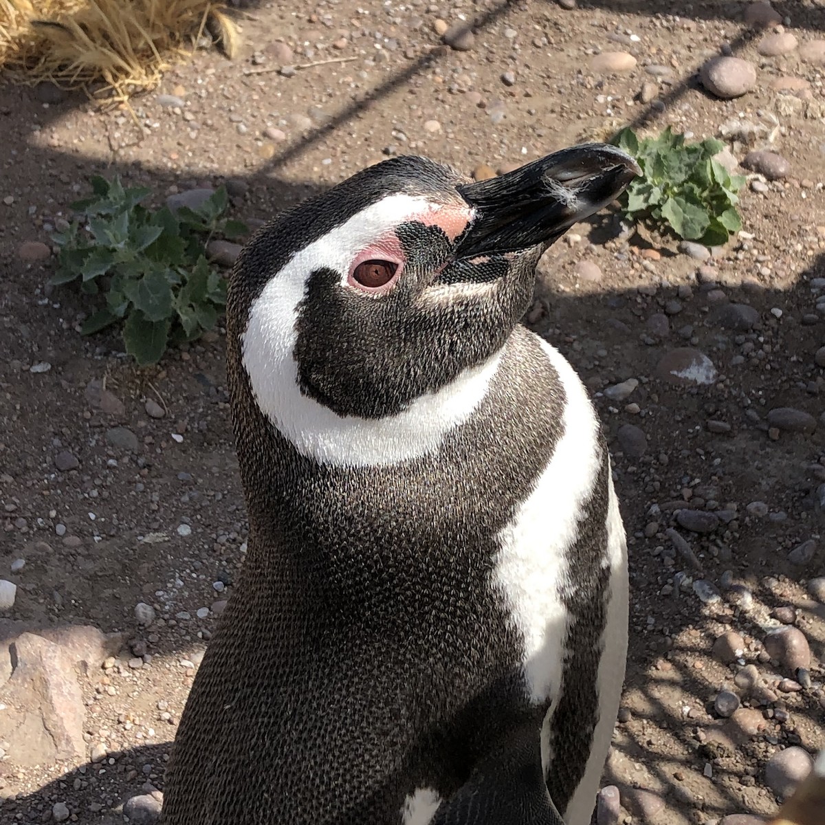 Pingüino Magallánico - ML646952364