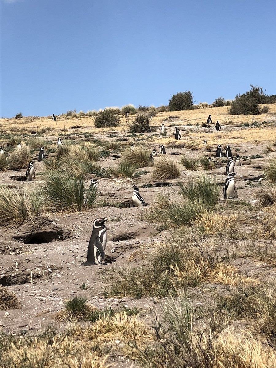 Pingüino Magallánico - ML646952365