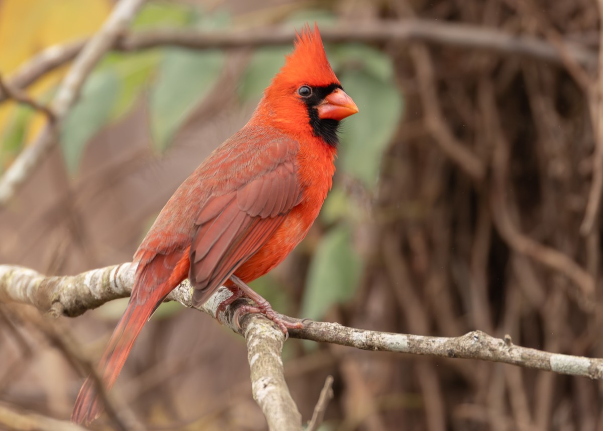 Northern Cardinal - ML646952369