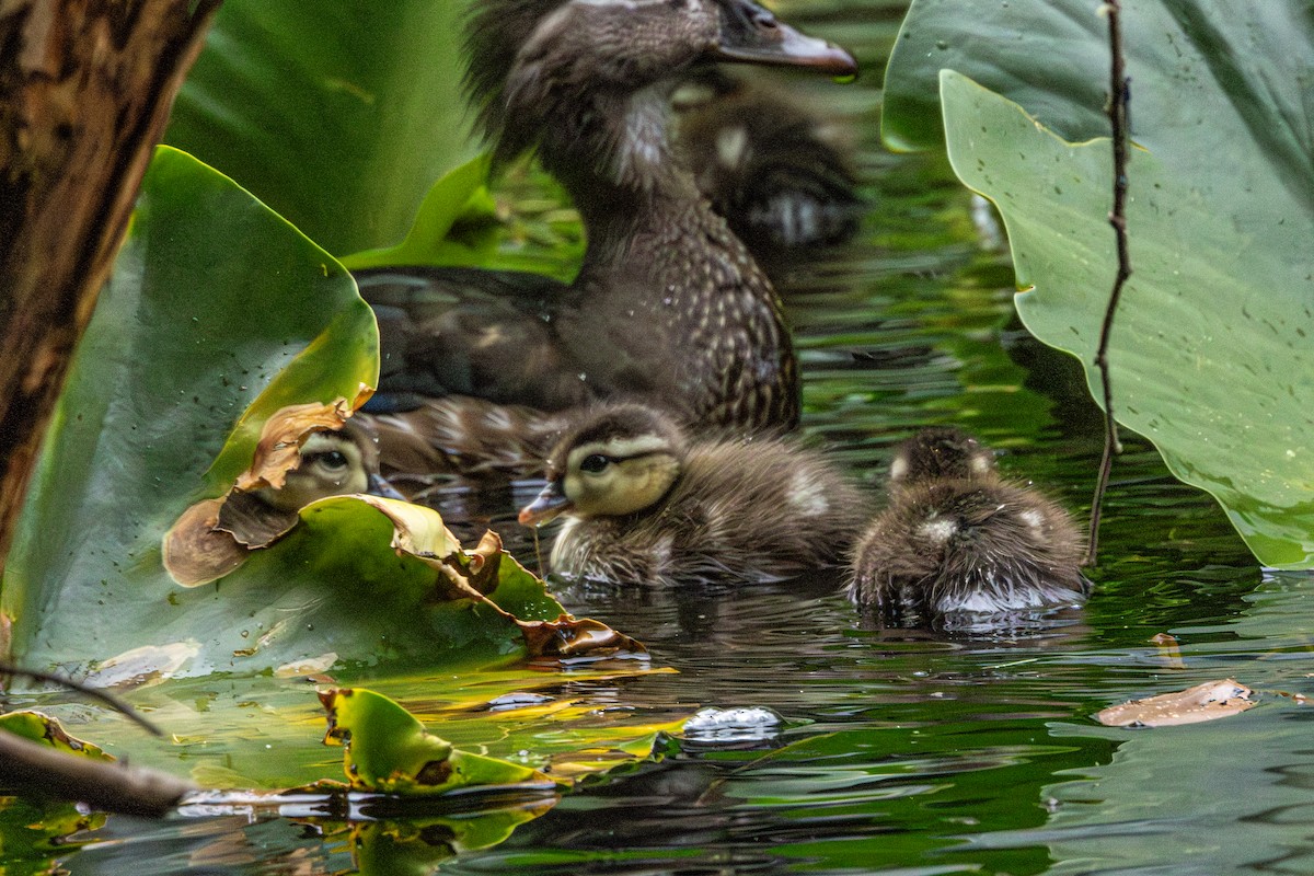 Canard branchu - ML646952371