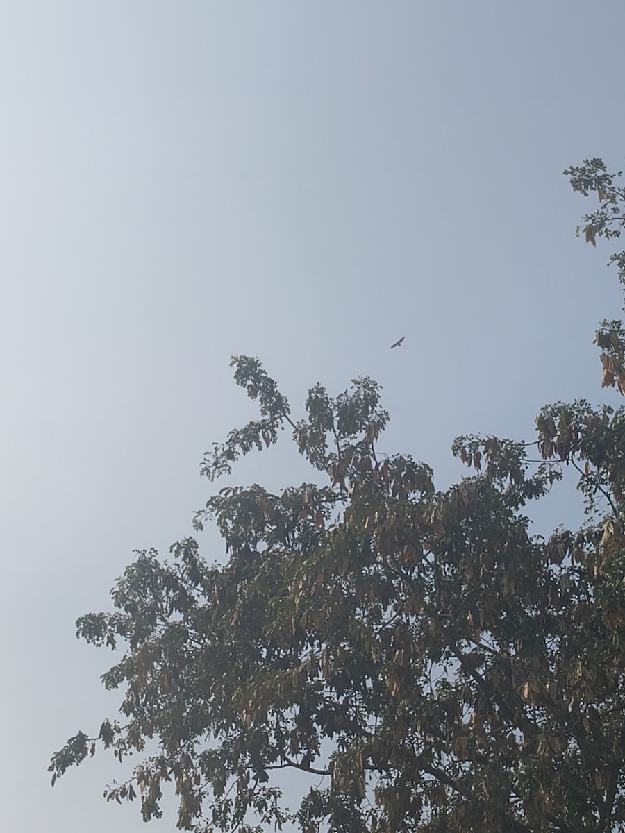 Gavilán Chikra - ML646952372