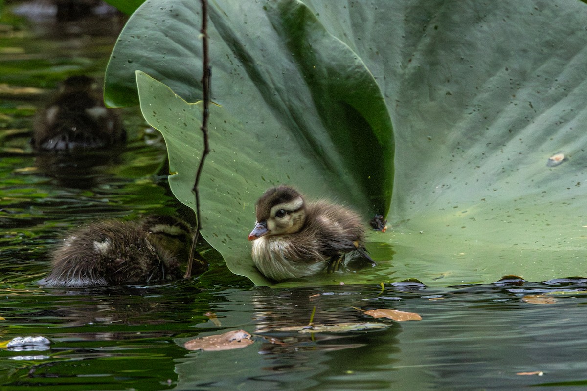 Canard branchu - ML646952377