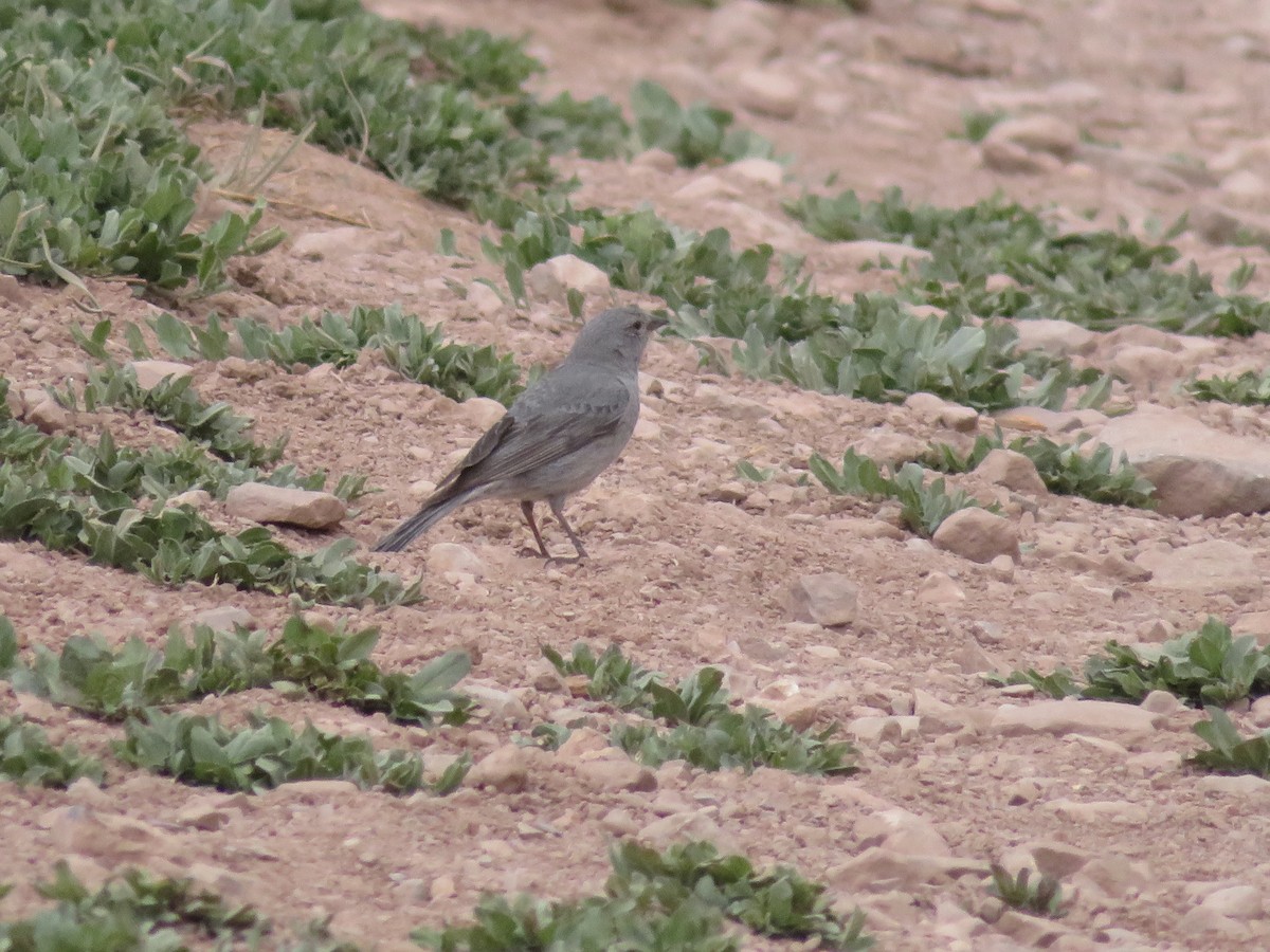 Plumbeous Sierra Finch - ML646952378