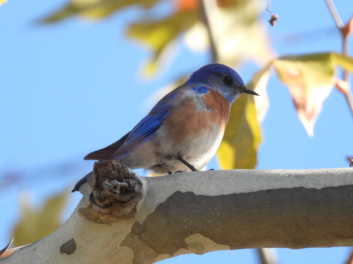 Western Bluebird - ML646952381