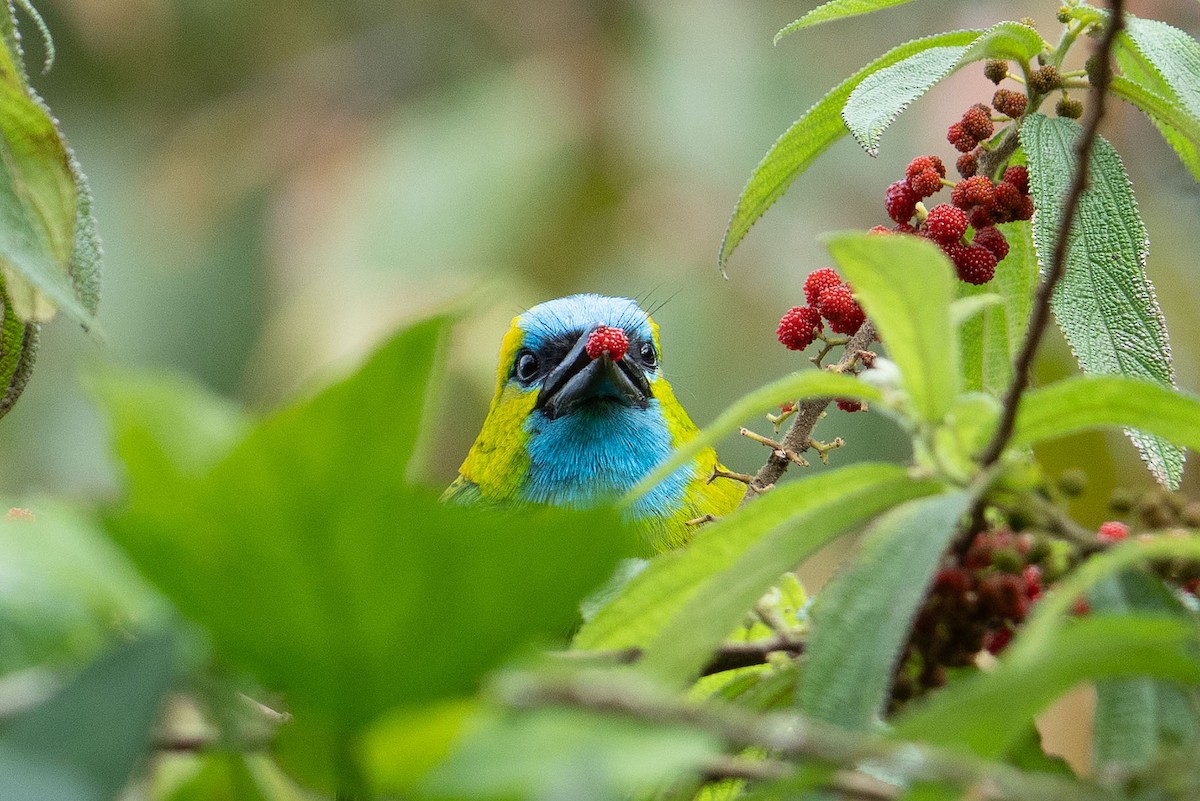 Синелицый бородастик - ML646952383