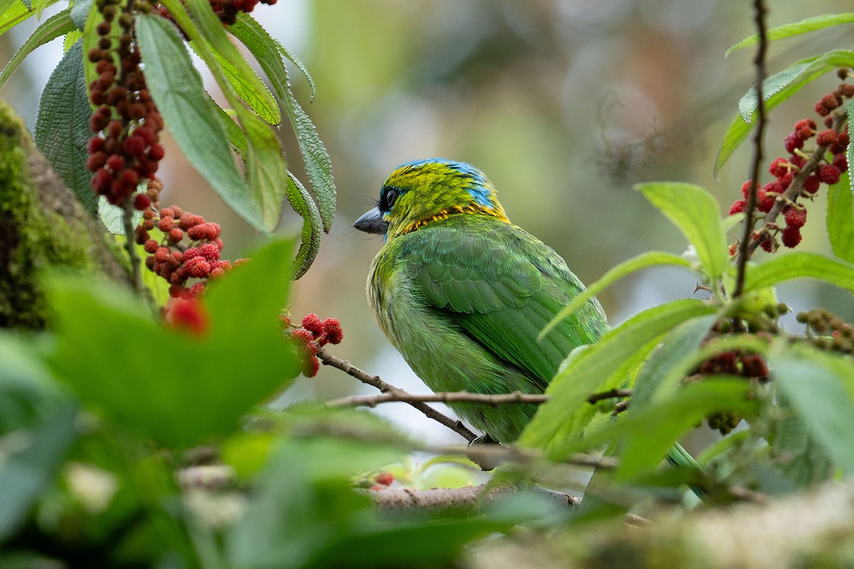 Синелицый бородастик - ML646952388