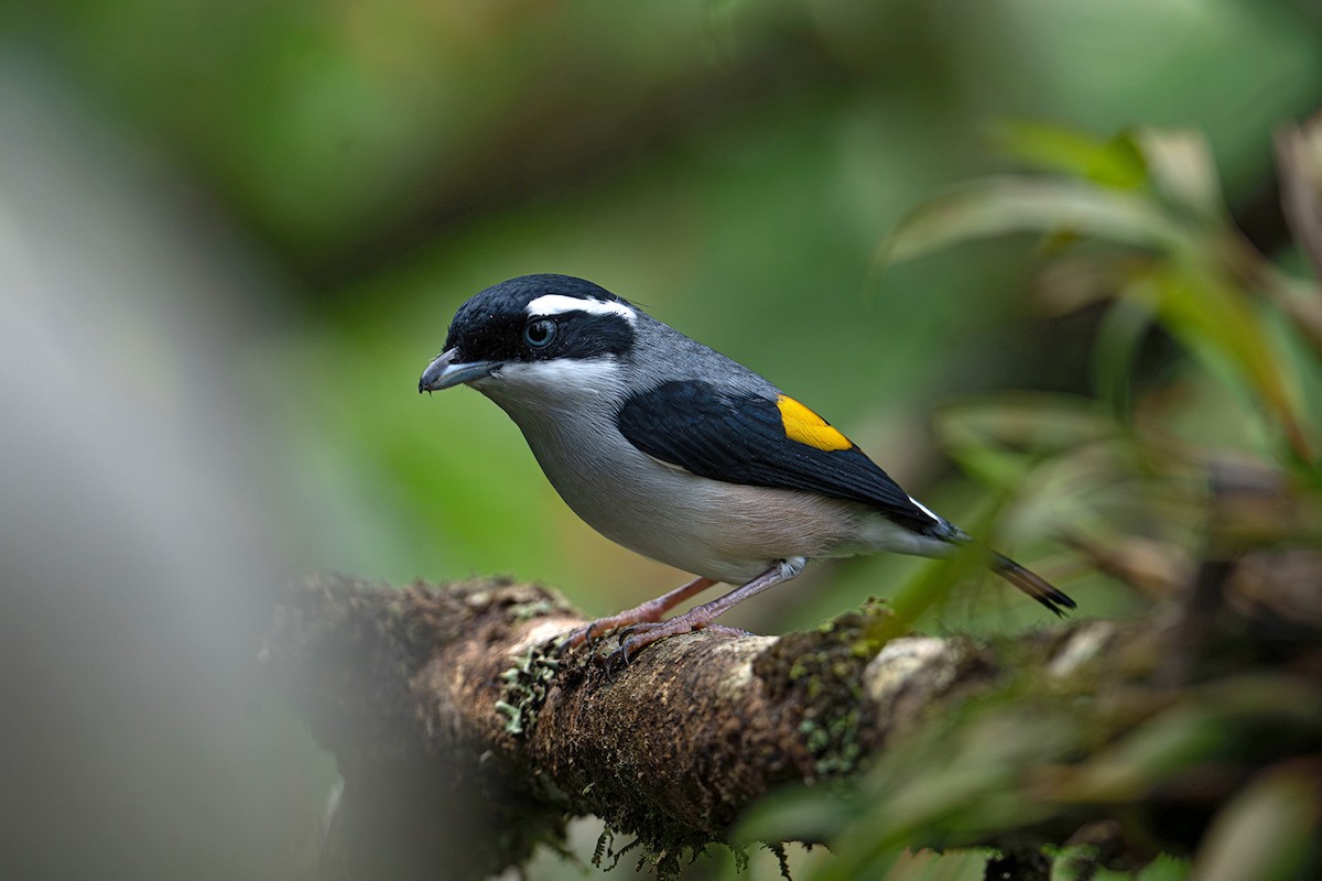 White-browed Shrike-Babbler - ML646952390