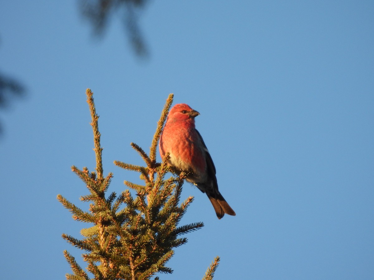 ギンザンマシコ - ML646952391