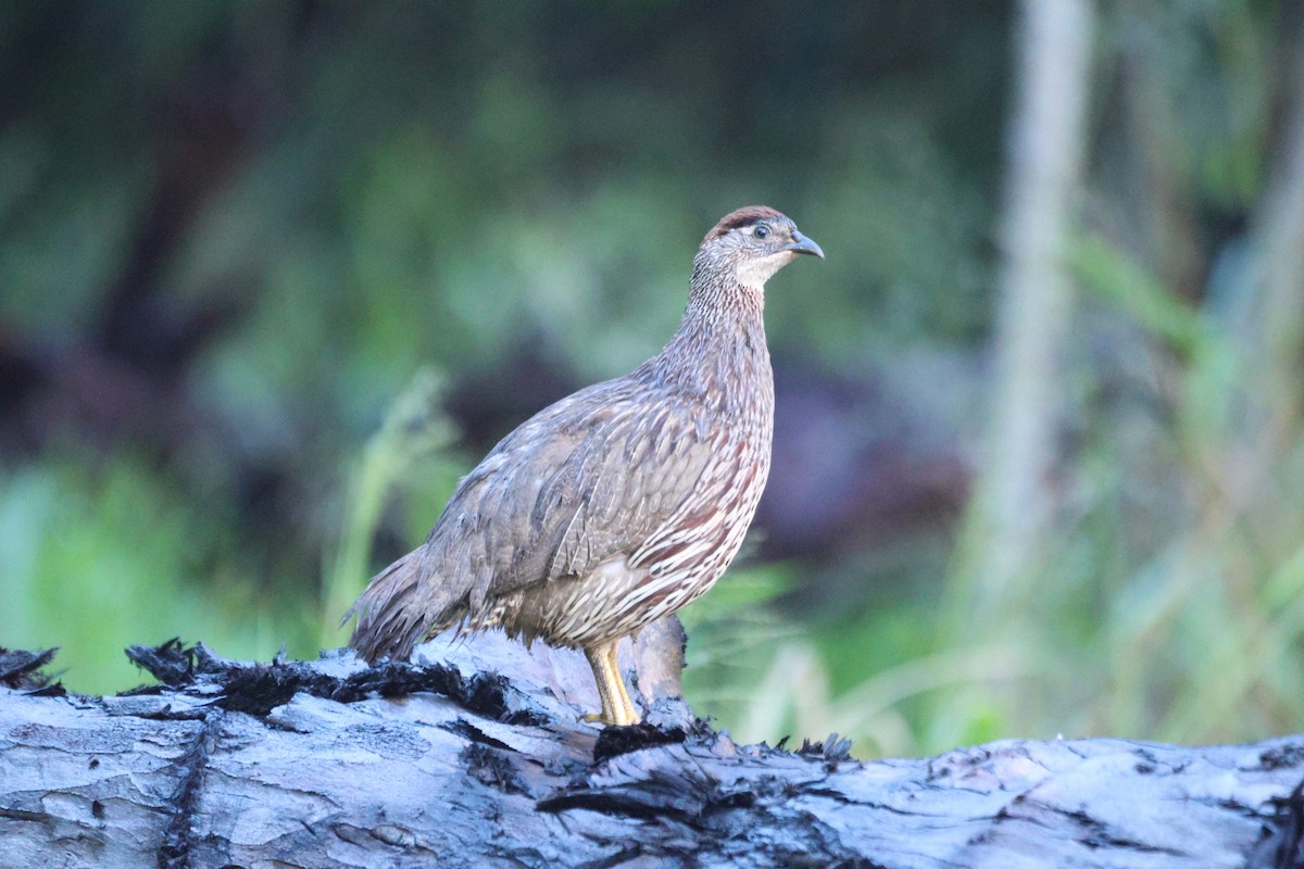Francolin d'Erckel - ML646952393