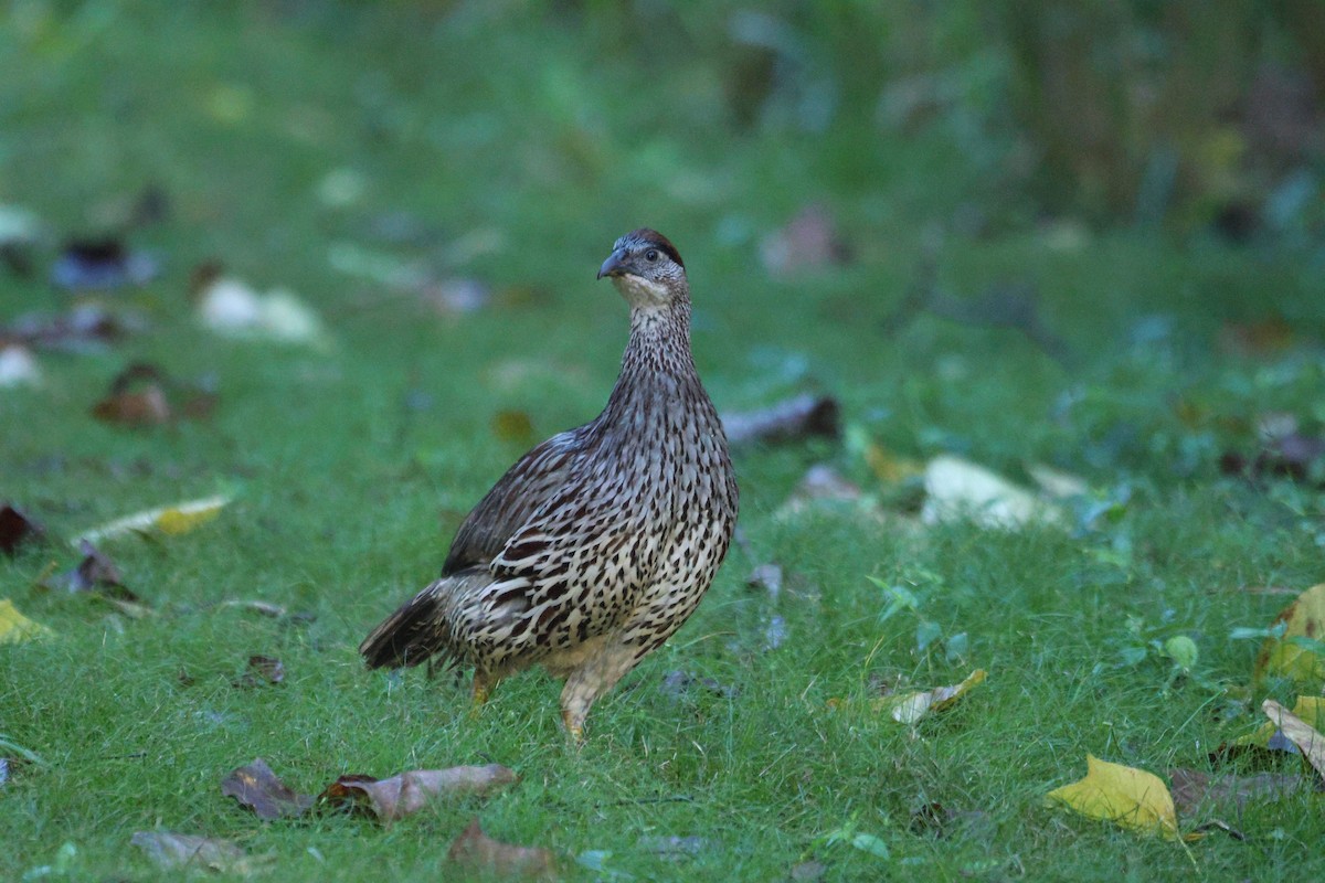 Francolin d'Erckel - ML646952394