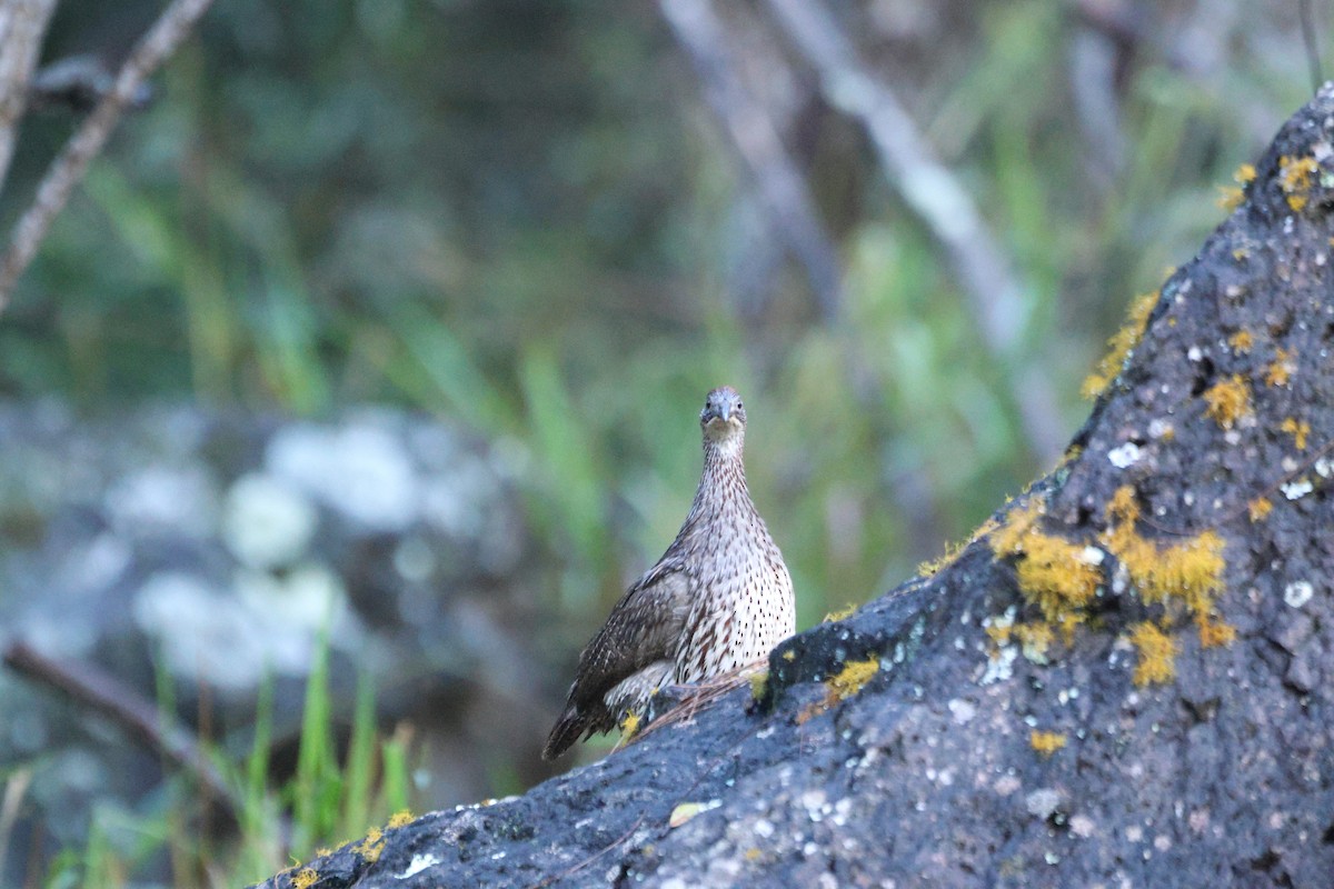 Francolin d'Erckel - ML646952395
