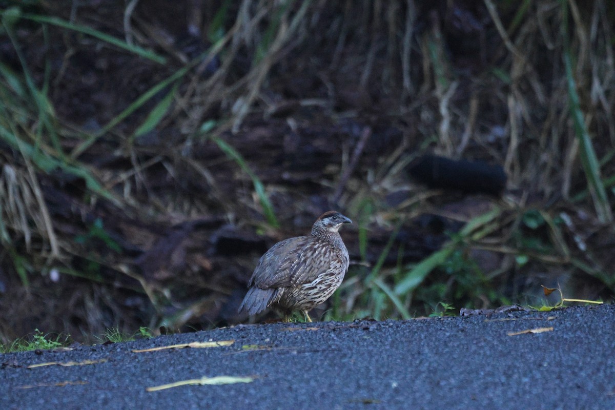 Francolin d'Erckel - ML646952396