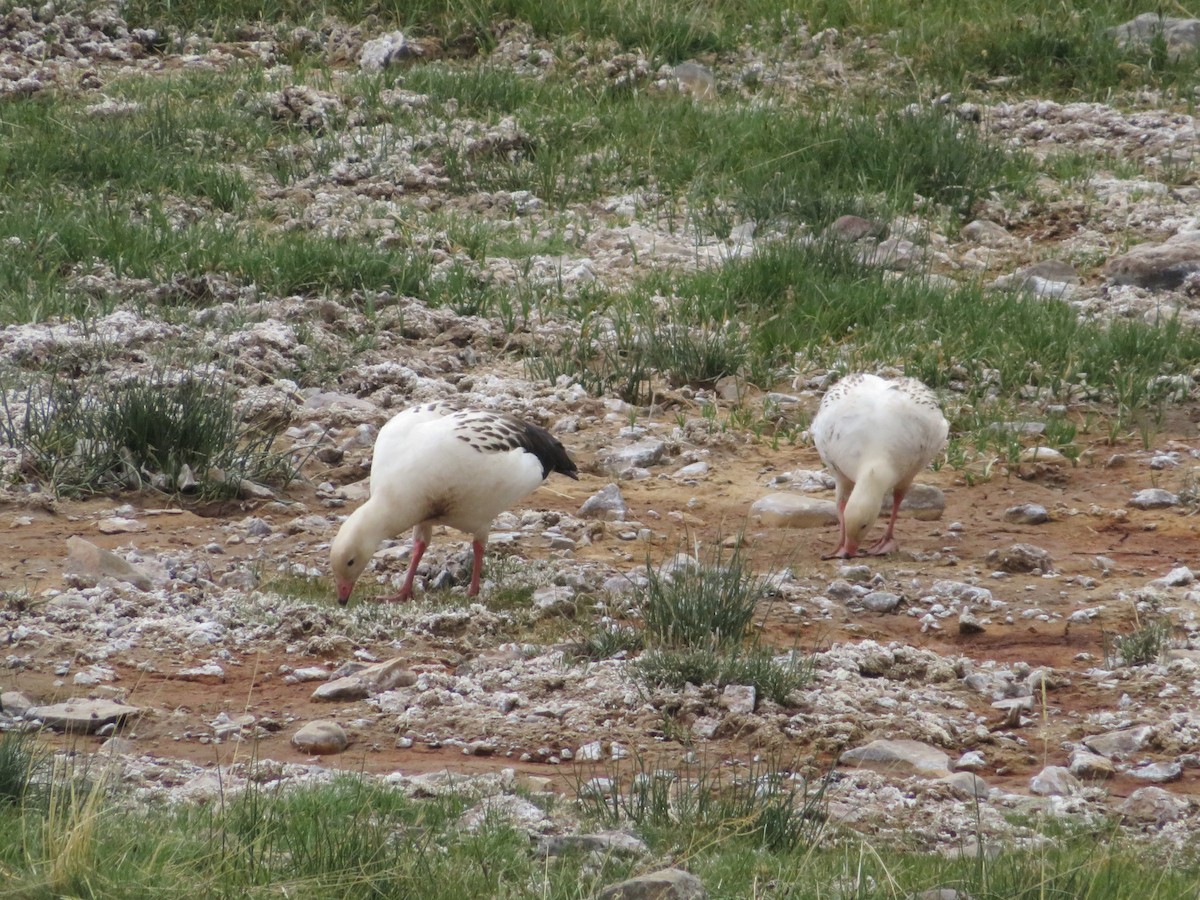 Andean Goose - ML646952398