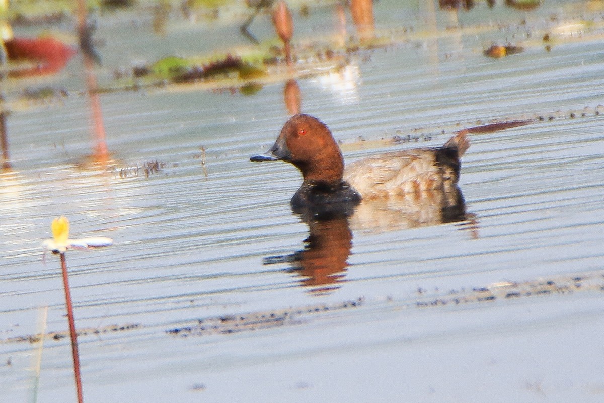Common Pochard - ML646952399