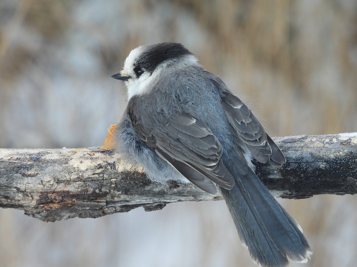 Canada Jay (Boreal) - ML646952400