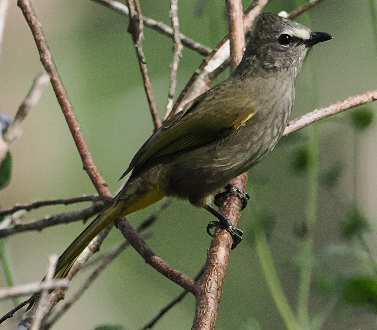 Flavescent Bulbul - ML646952401
