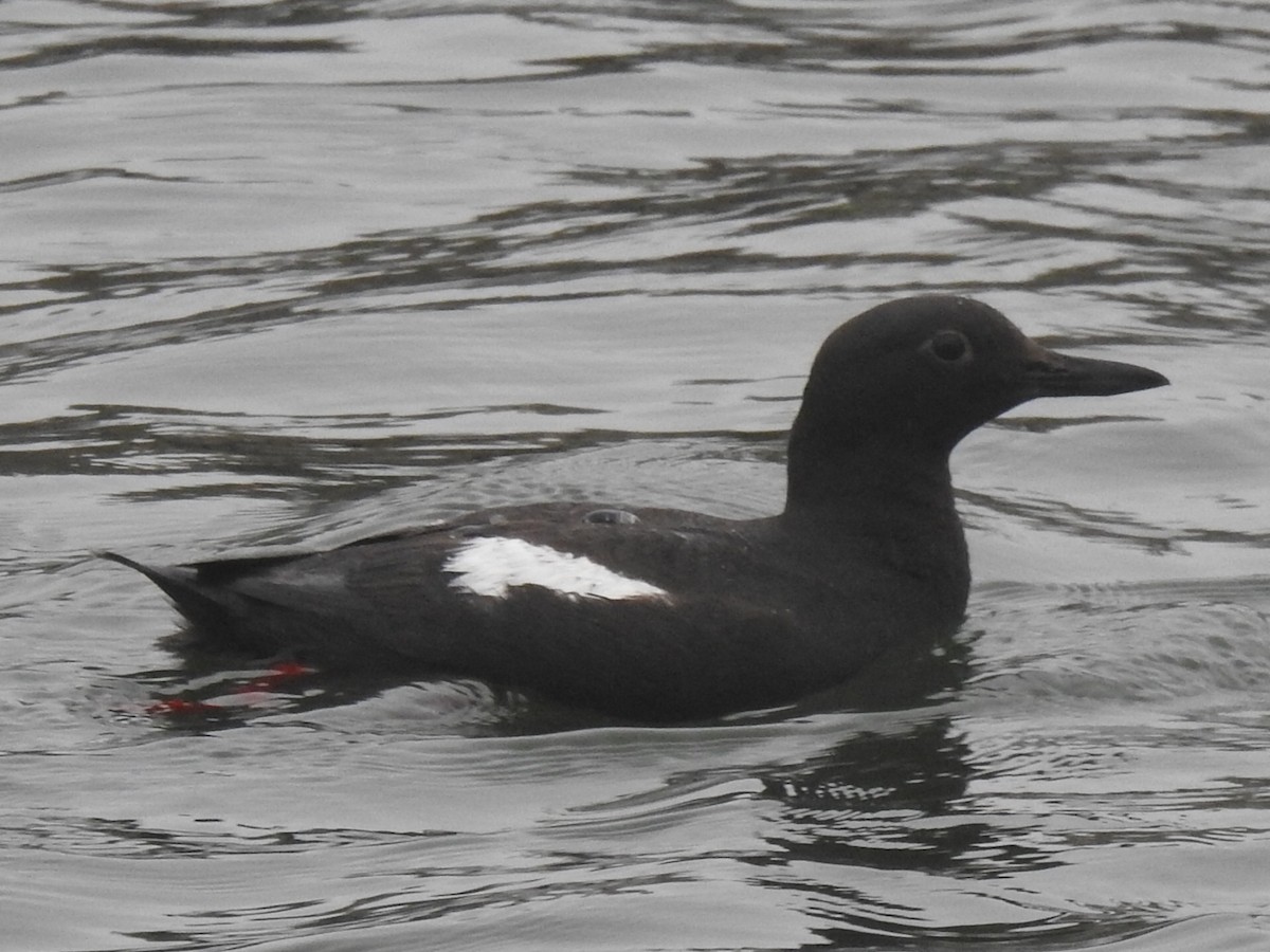 Pigeon Guillemot - ML646952405