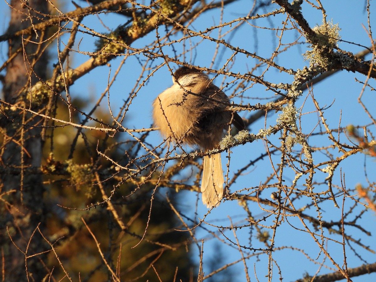 Canada Jay (Boreal) - ML646952407