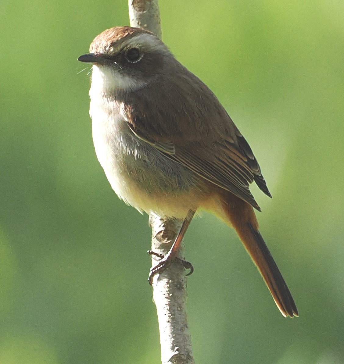 Gray Bushchat - ML646952409
