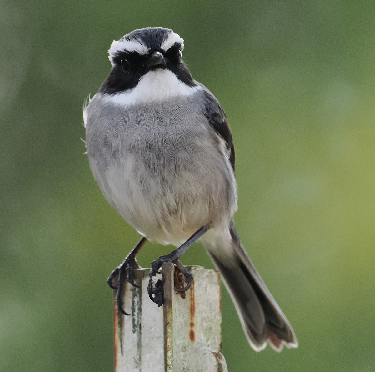 Gray Bushchat - ML646952410