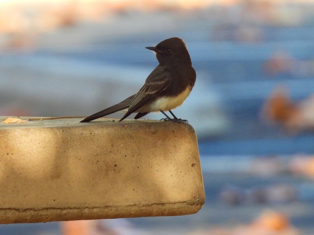 Moucherolle noir - ML646952411