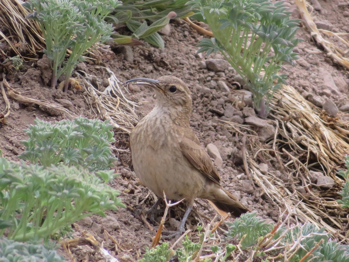 Upucerthie des buissons - ML646952412