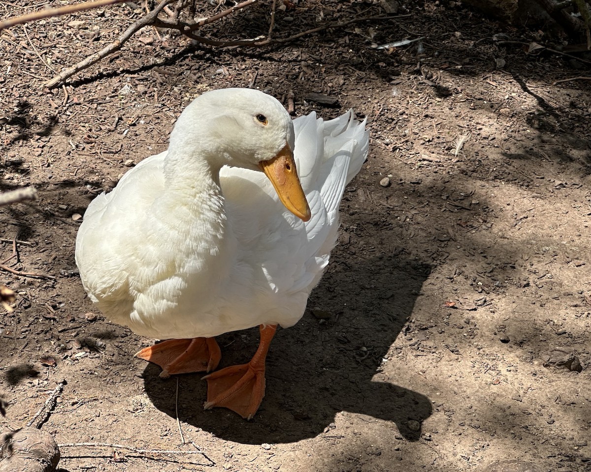 anatidé sp. (canard sp.) - ML646952413