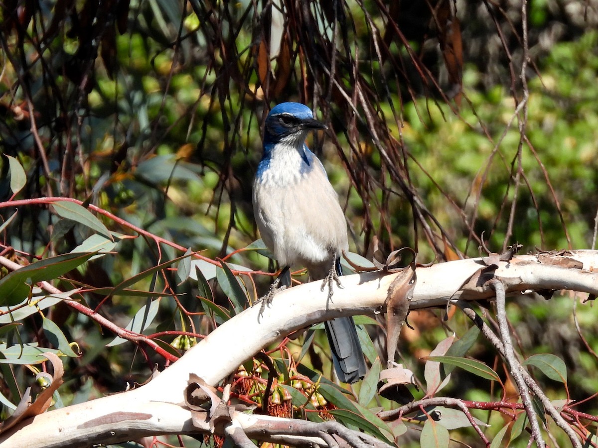 Geai buissonnier - ML646952414