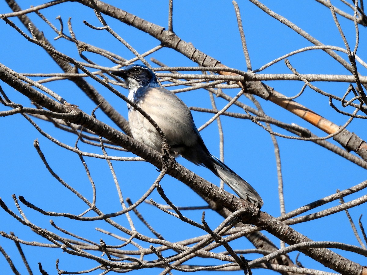 Geai buissonnier - ML646952415