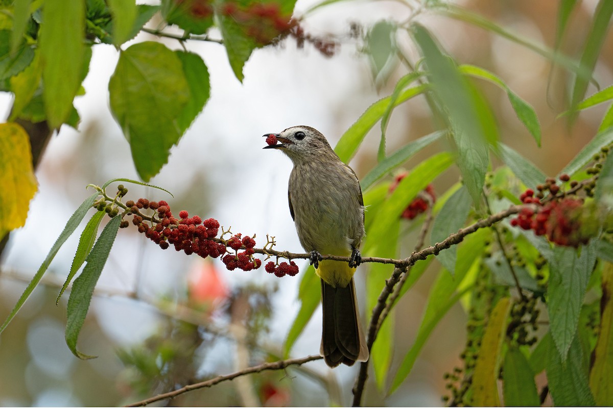 Bulbul à face pâle - ML646952418