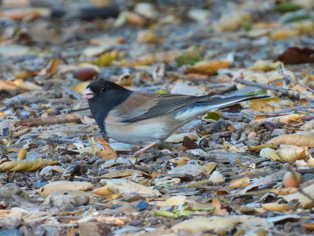 Junco ardoisé - ML646952420