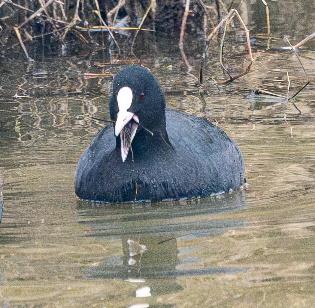 Foulque macroule - ML646952421