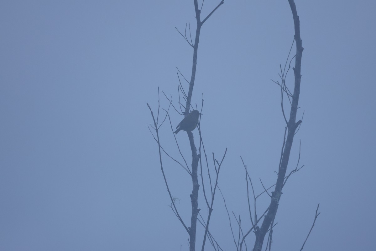 Amakihi d'Oahu - ML646952422
