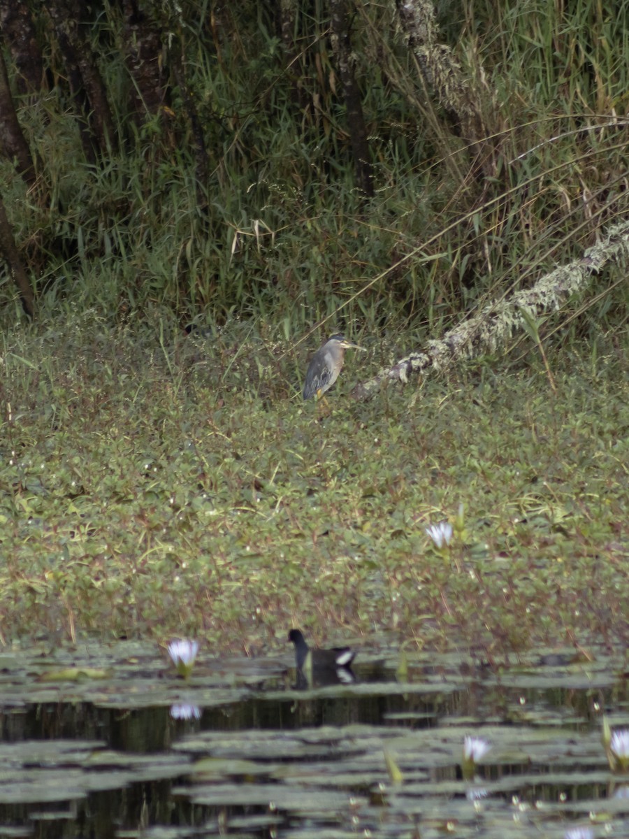 Héron strié - ML646952423