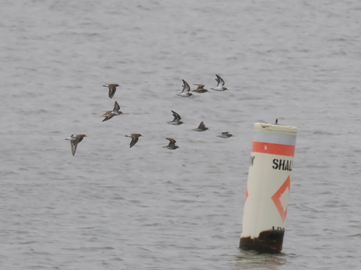 Txirri nanoa - ML646952424