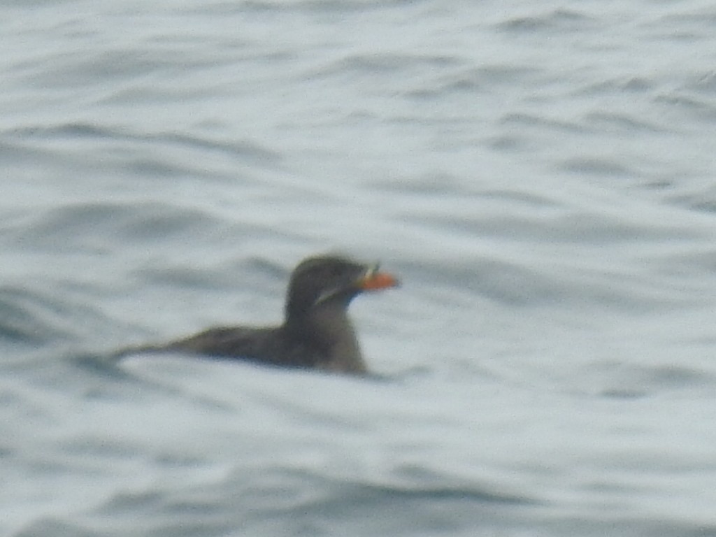 Macareux rhinocéros - ML646952425