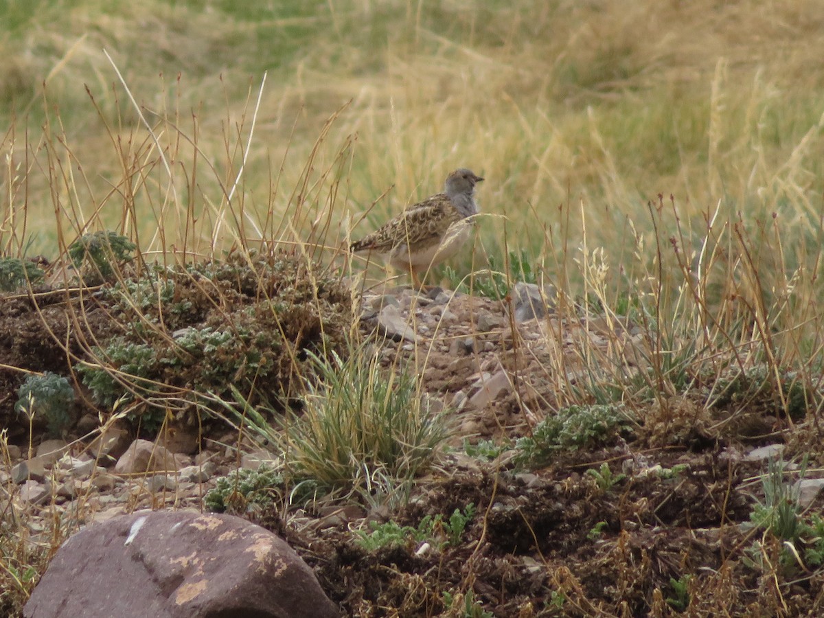 Thinocore de d'Orbigny - ML646952426