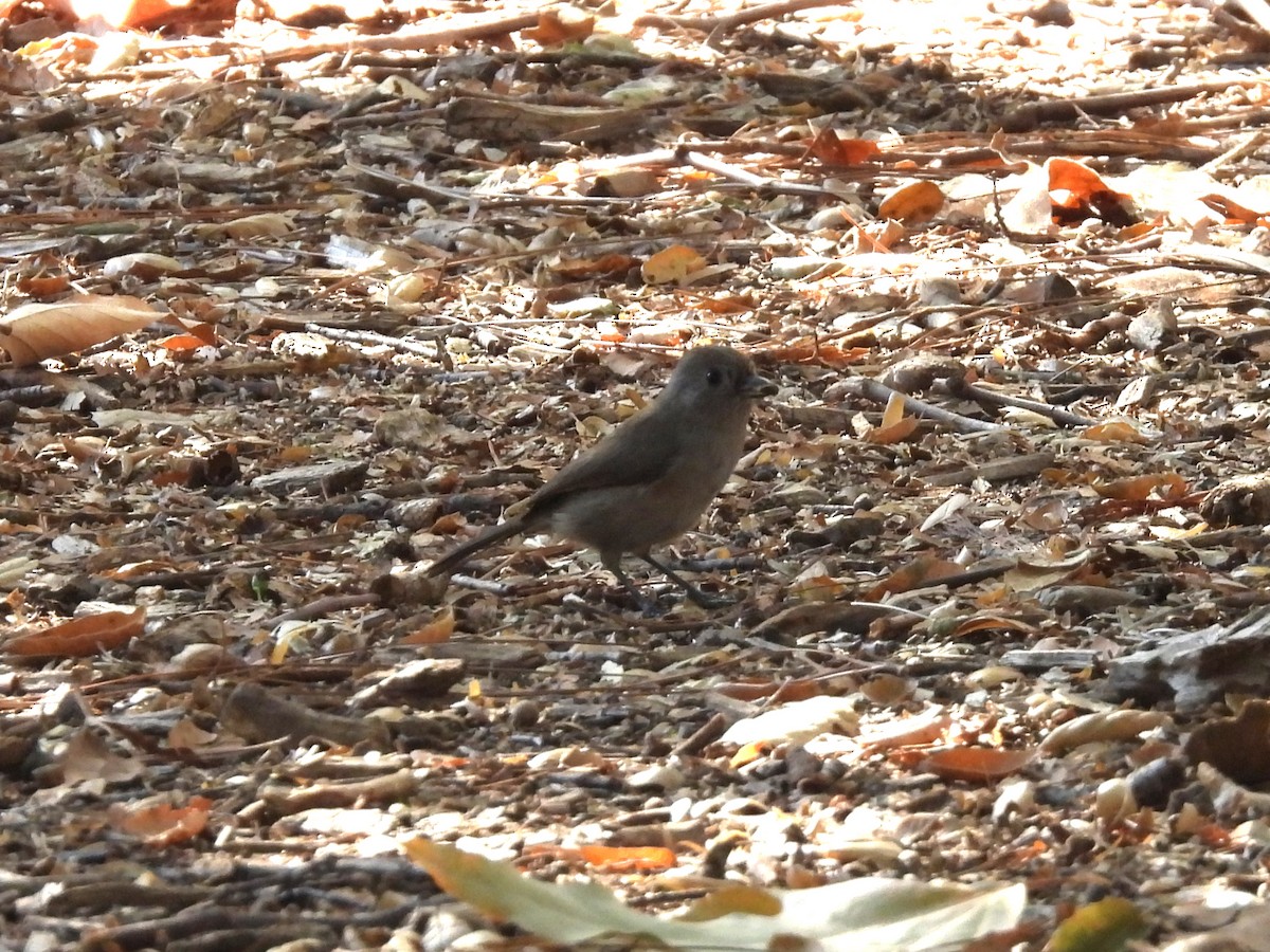 Mésange unicolore - ML646952429