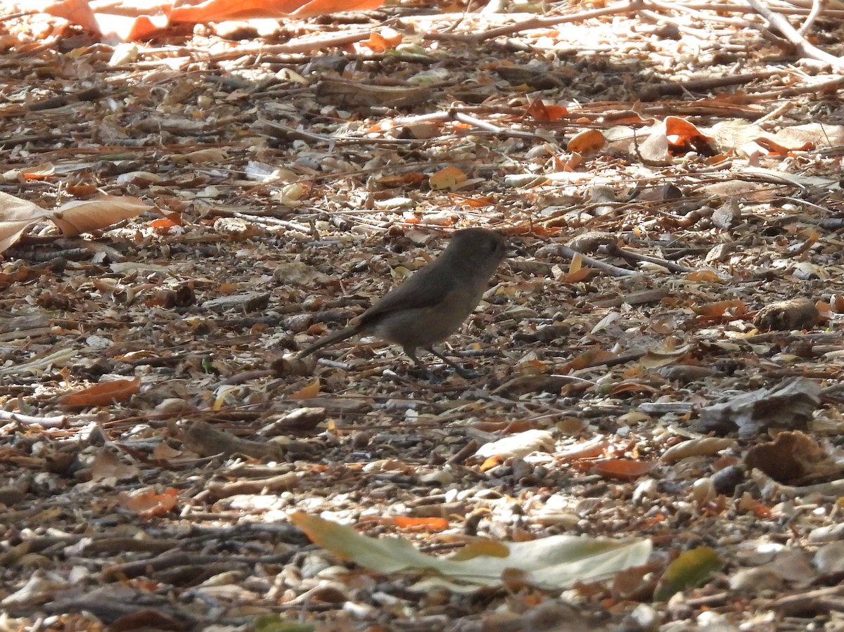 Mésange unicolore - ML646952430