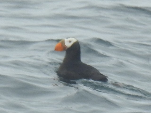 Macareux huppé - ML646952431