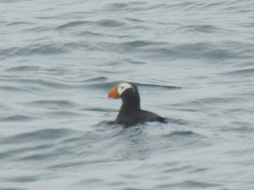 Macareux huppé - ML646952432