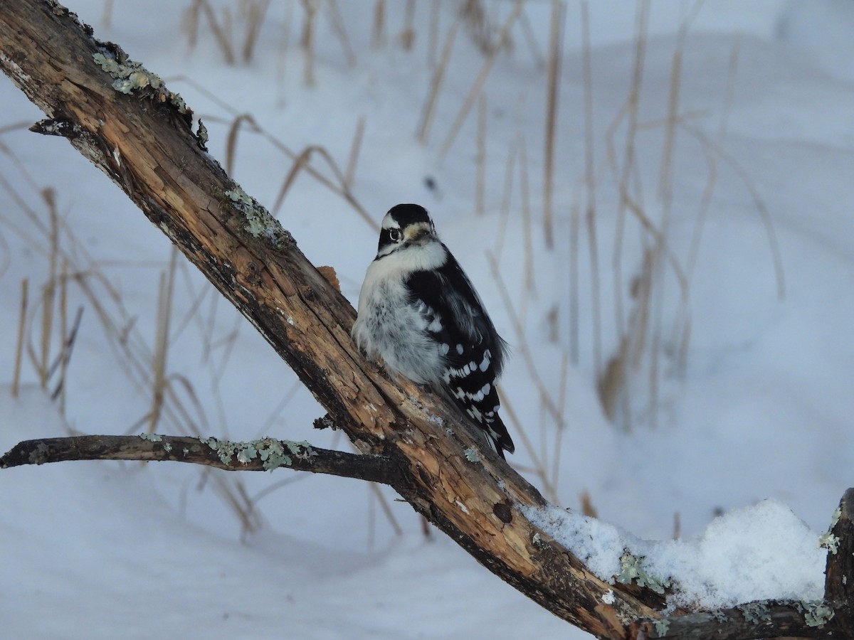 Downy Woodpecker (Eastern) - ML646952433