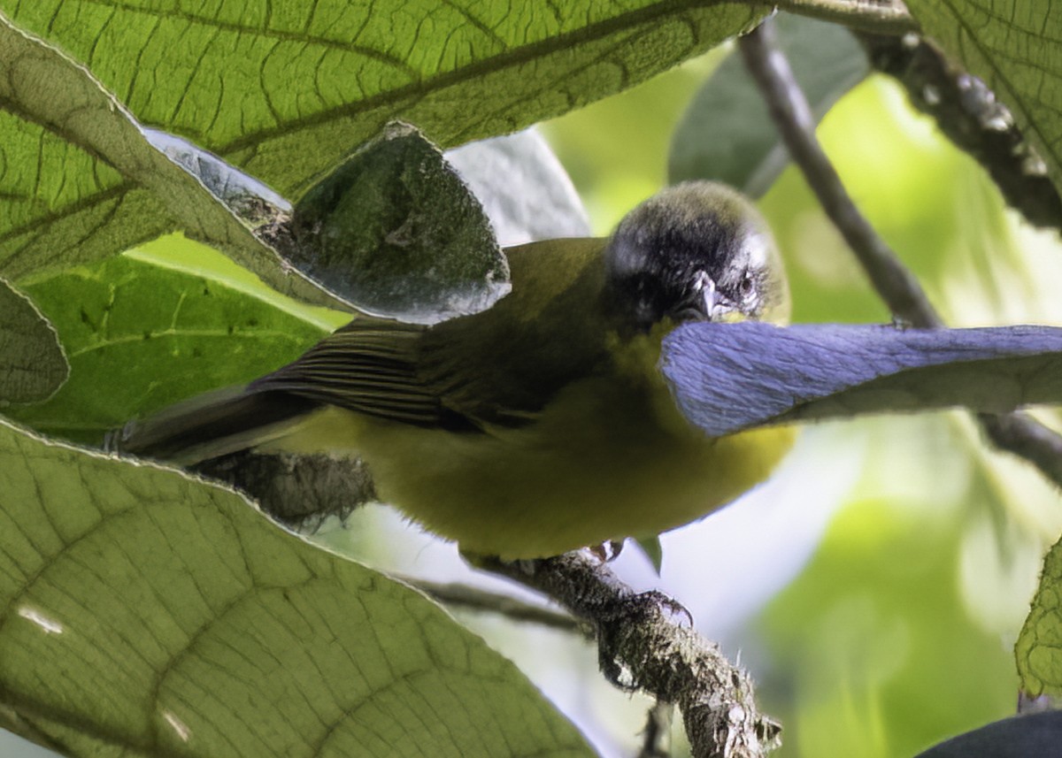 Tangara bridé - ML646952434