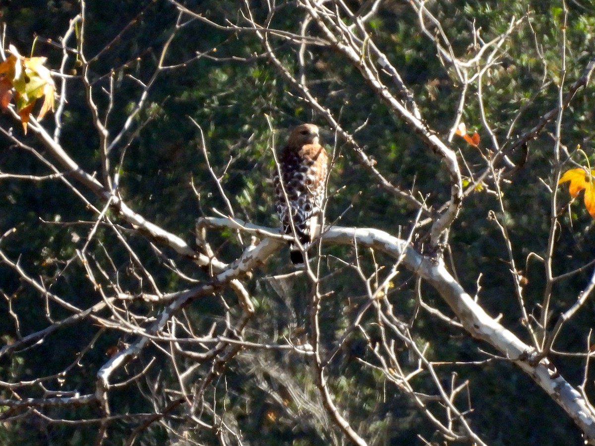 Buse à épaulettes - ML646952436